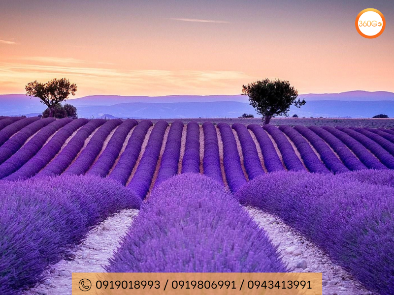 Cánh đồng hoa lavender - Pháp - Du lịch 360Go